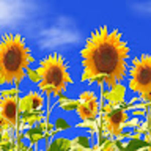 Meet your Posher, Candi